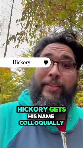 🌳 The Shagbark Hickory Nature’s Living 'Ancient Man"