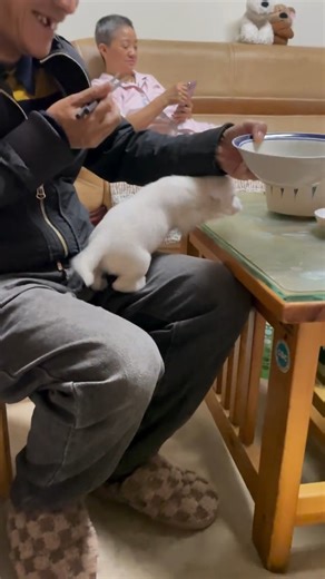 This cute puppy has found a way up to the food | Animals World , Nature & Quotes