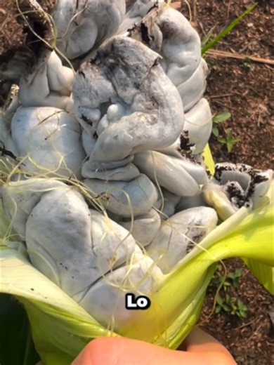 Huitlacoche: qué es, cómo se usa y por qué es un manjar