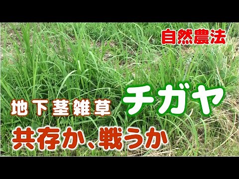 自然農法 地下茎雑草 チガヤ 共存か！戦うか！