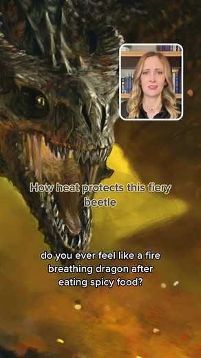 If you’re not into hot stuff, you might want to stay away from the fiery bombardier beetle 🪲 #beetle #dragons #animals #spicy #monster