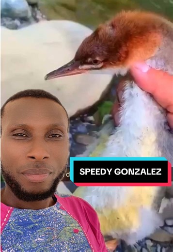 Adam n’a pas loupé cette occasion exceptionnelle de liberté #adam #speedygonzalez #animal #liberté #freedom #surf #canard #insolite #actu #news #info #information #compagnie #france #paris #royaumeuni #canada🇨🇦 #america #american #usa_tiktok🇺🇸 #populaire