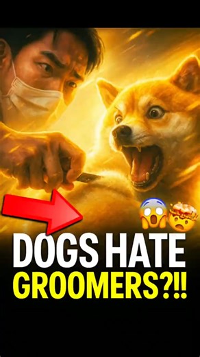 Groomer vs Dog: HILARIOUS Grooming Meltdown! 😱🐶 #Shorts
