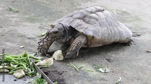 The Sulcata tortoise is also known as the African spur tortoise. This species is native to the southern Sahara Desert, Africa.