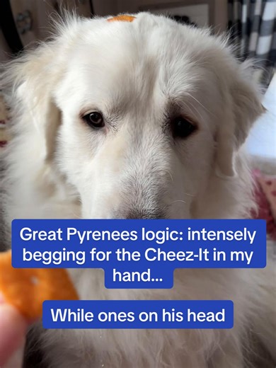 Great Pyrenees priorities: ❌ Cheez-It on head ✅ Cheez-It in mom’s hand | Great Pyrenees Puppy