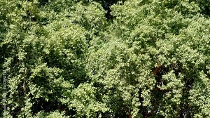 Huge tree, abstract, closeup on branches backlit, swaying in the wind in slow-motion. Relaxing nature background footage.