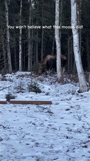 Moose seeking shelter in Wind storm Wasilla Alaska.