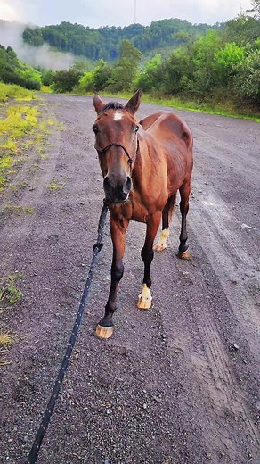If you'd like to be a part of Charlie's journey from the mountains into the retirement he always deserved, we could really use all the help we can get to measure he has the very best until the very end 🩷 #ALIStrong #BeTheChange #herddiaries #appalachia #fyp #horserescue #abandonedhorse