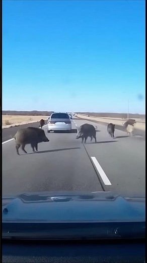 Dozens of Wild Boars Rush Onto the Highway and Run Against Traffic!