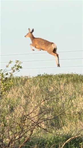 These Deer Cleared the Fence Effortlessly. Wildlife in North Dakota is Unreal