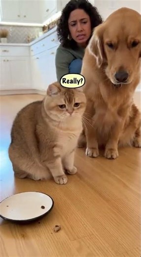 Chunky Cat Snitching on the Dog
