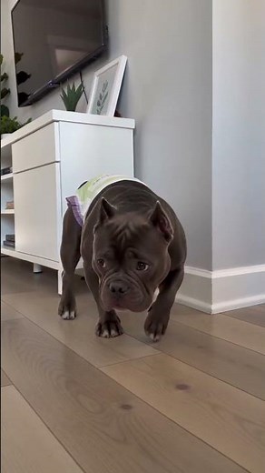 Did you know female dogs mark too? Most people miss it entirely. 🧬🐾