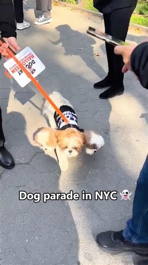 Dog parade in NYC#doghalloween #dogparade #nycdogs #NYbucketlist #nyc