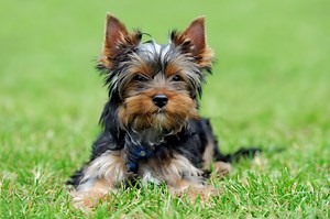 How To Stop A Yorkie From Barking - The Quick & Easy Way