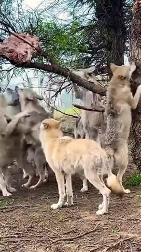 Wolves fight for meat on tree | Wolf Lovers