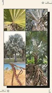 🌾³☆•¹ Bismarck Palm (Bismarckia nobilis) in Palm Family (Arecaceae)