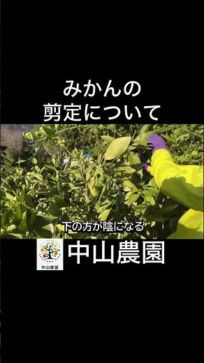 みかんの剪定について#shorts #農業 #みかん #剪定 #ガーデニング #家庭菜園