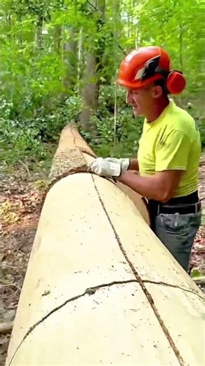 A lumberjack in safety attire skillfully operates a chainsaw to segment a massive felled tree trunk