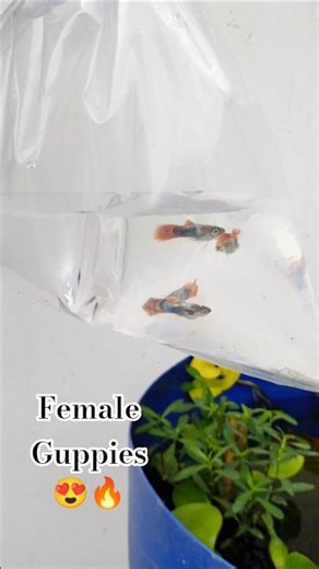 NEW 😍 FEMALE GUPPY FISH 🐟 AAGYI HAI 🔥|| #guppyfish #guppybreeding