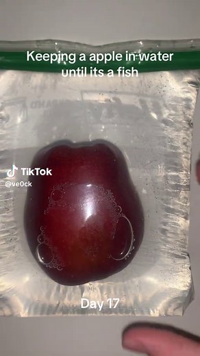 Apple in Water Experiment: Day 17 - Watch It Transform!