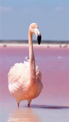 Majestic Flamingo Sound 🦩🌊🔊