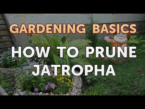 How to Prune Jatropha