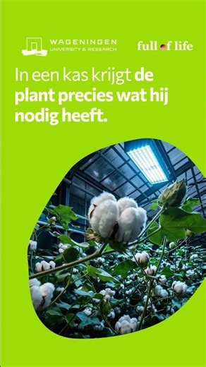 Nederlands katoen | WURtube #WageningenUniversity #fulloflife