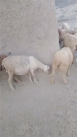 Adorable Sheep 🐑 Cutest & Funniest Sheep Moments Ever