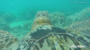 Sea turtle equipped with camera goes for a swim