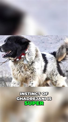 Rocadog on Instagram: "This Giant Dog Was Bred to Fight Wolves - Meet the Ghadrejani Watch our full detailed video about the Ghadrejani on our Youtube channel (Rocadog) Short Ghadrejani description: The first thing you will definitely notice about the Ghadrejani dog breed is its huge size. These dogs were primarily bred to protect livestock against various predators, such as wolves, which is why they just have to be strong, big and powerful. And indeed, the Ghadrejani is typically over 70 cms ta