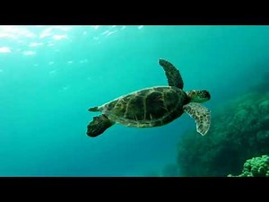 The Dancing Duck – A Fun and Colorful Rhyme and Story for Kids