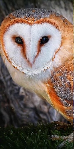 owl live wallpaper | baby owl cute