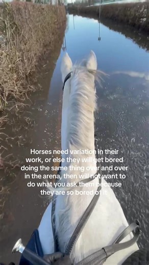 Importance of Variation in Horse Riding Training