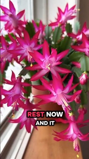 Christmas Cactus Indoor Winter CareEasy Daily Steps for Longer and Stronger Blooms #tanding