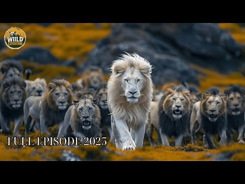 White Lion of Kruger | When Being Different Becomes a Fight for Survival in the Wild