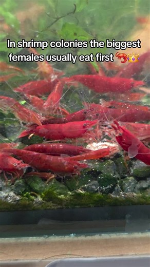 Understanding Shrimp Social Hierarchy in Aquatic Colonies