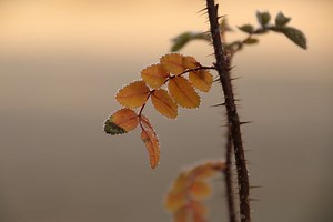 Cut Roses Growing New Leaves: 8 Steps to Follow!