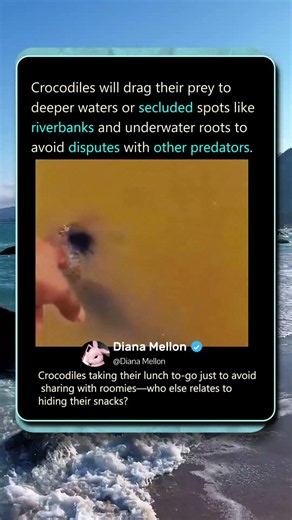 How Crocodiles HIDE Their Prey From Predators! #Nature #Wildlife #Predator