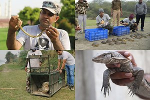 Huge Milestone Achieved In Wildlife Conservation With Rescue And Relief Of Over 2,300 Reptiles