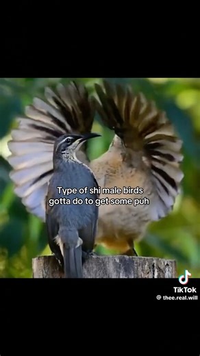 How do birds procreate??