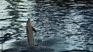 This video shows a dolphin in slow motion doing tricks in the water.