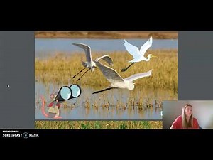 3rd Grade CKLA ELA - Unit 2 Lesson 10 Animal Classification: Wings and Feathers, Part I