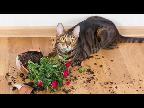 Cats Who DESTROY PART 2 (A compilation)