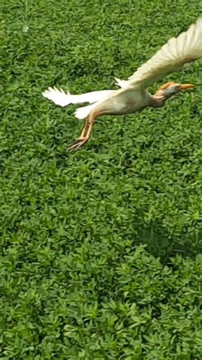 Cattle Egret Nature.