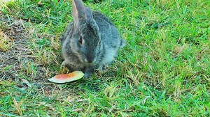 Wild rabbit eating watermelon in the grass - Free Stock Video