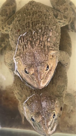 Frogs hugging each other #frog #animallife #funnyanimal