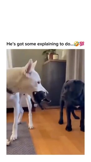 Happy paws on Instagram: "A family of white dogs gets a hilarious surprise when one jet-black puppy pops up in the litter. The “mom” literally fetches the tiny outlier and drops it right in front of a confused black dog, basically demanding a DNA test. It’s a relatable “busted” moment that proves even dogs deal with some serious family drama! #memes #fyp #viralvideos #trending"