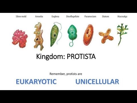 Protists( Cl-11, Bio- Biological classification)