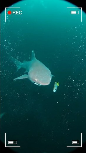 This Shark's Jaw Shoots Out Like A Rocket 🦈