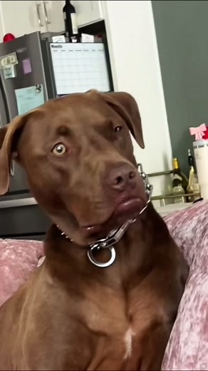 Expressive Dog Faces: Funny Moments